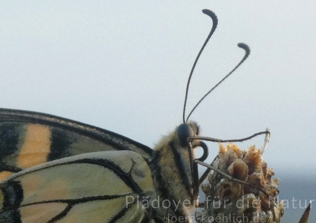 Schwalbenschwanz – Plädoyer für die Natur