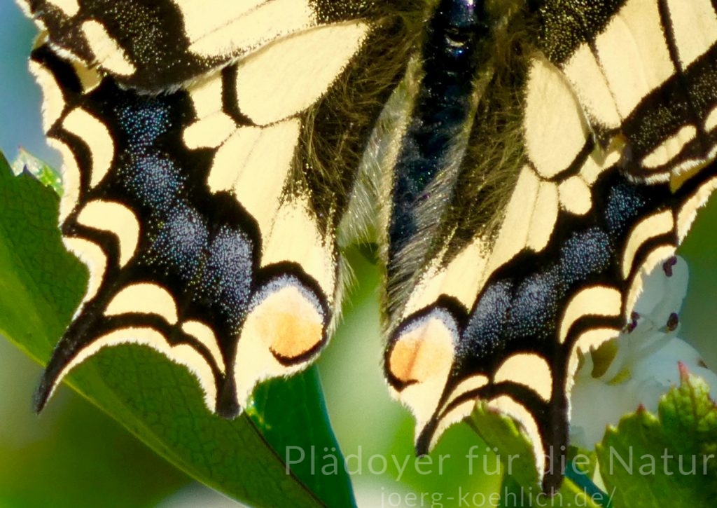 Schwalbenschwanz – Plädoyer für die Natur