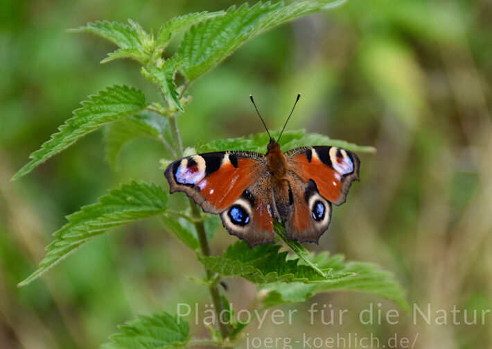 Aglais io - Tagpfauenauge Schmetterling