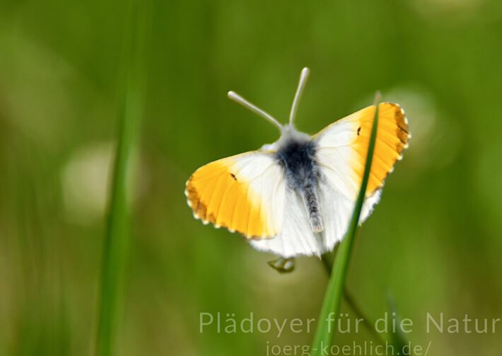 Aurorafalter Anthocharis cardamines männlicher Schmetterling