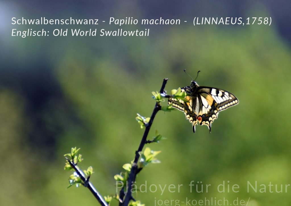 Schwalbenschwanz - Papilio machaon - (LINNAEUS, 1758)