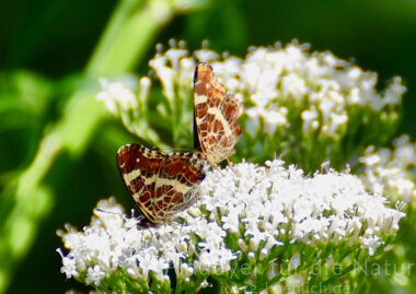 Landkärtchen Schmetterling Araschnia levana Sommerform Tagfalter