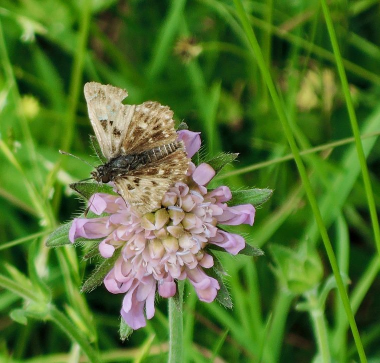 Carcharodus alceae auf Witwenblume Malven-Dickkopffalter