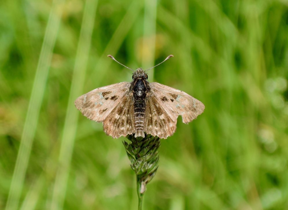 Carcharodus alceae - Malven Dickkopffalter