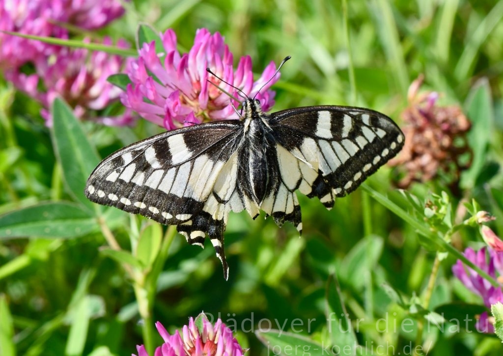 Zerfledderte Schwalbenschwanz im Rotklee