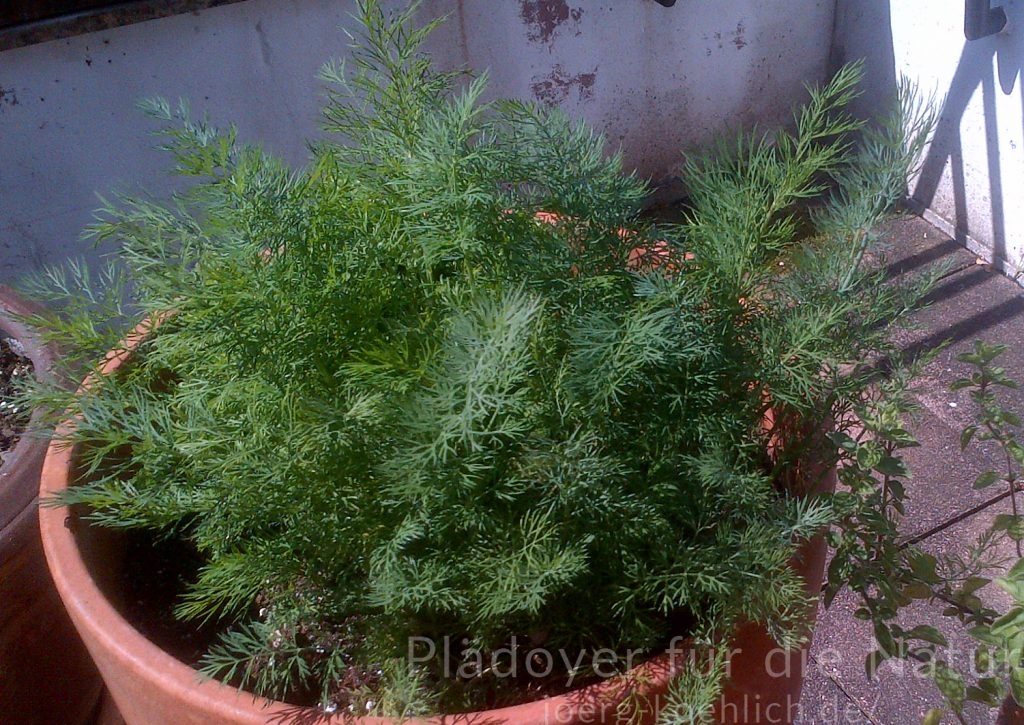 Dill Anethum graveolens im Topf Fresspflanze der Schwalbenschwanz Raupe