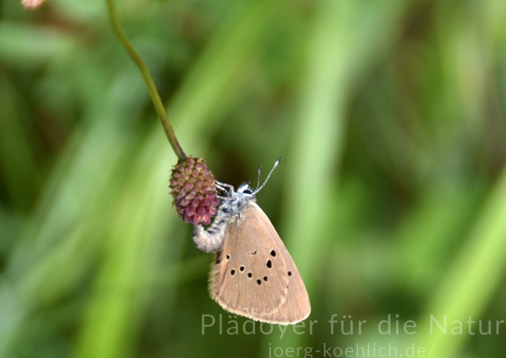 Bei der Eiablage Dunkler Wiesenknopf Ameisenbläuling Phengaris nausithous