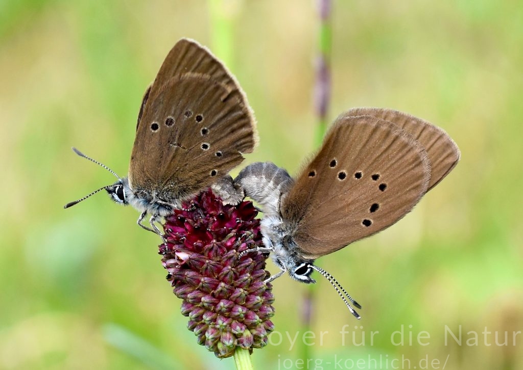 Phengaris nausithous Kopulierende Dunkler Wiesenknopf Ameisenbläulinge