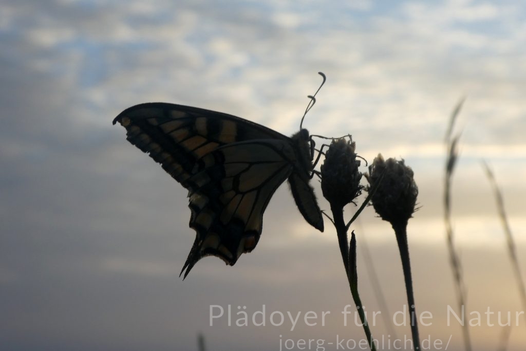 Schwalbenschwanz auf Nachtlager