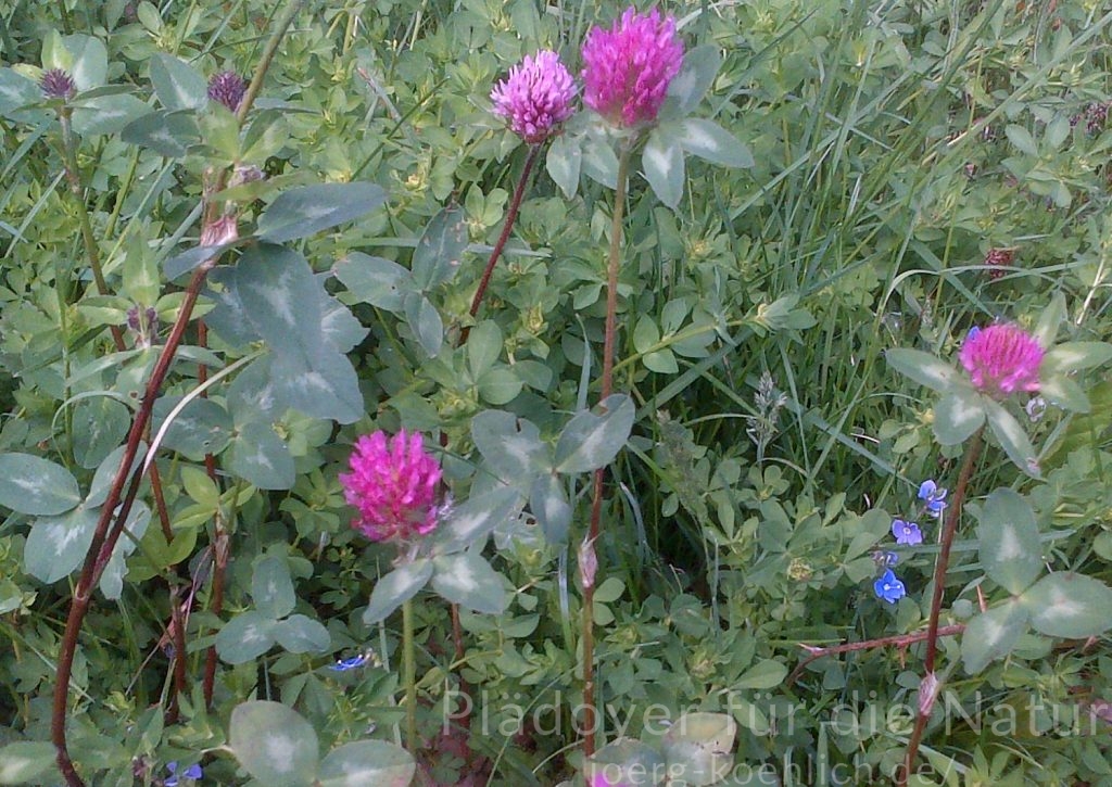 Rotklee Trifolium pratense und Ehrenpreis beliebte Nektarpflanze der Schmetterlinge