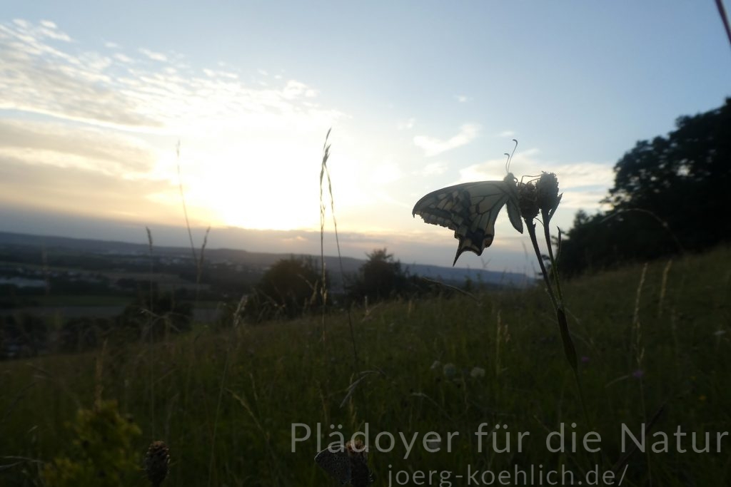 Schwalbenschwanz in der Abendsonne