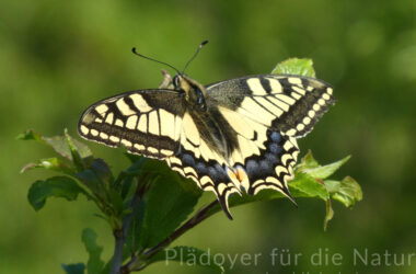 Schwalbenschwanz Falter Papilio machaon ist abflugbereit