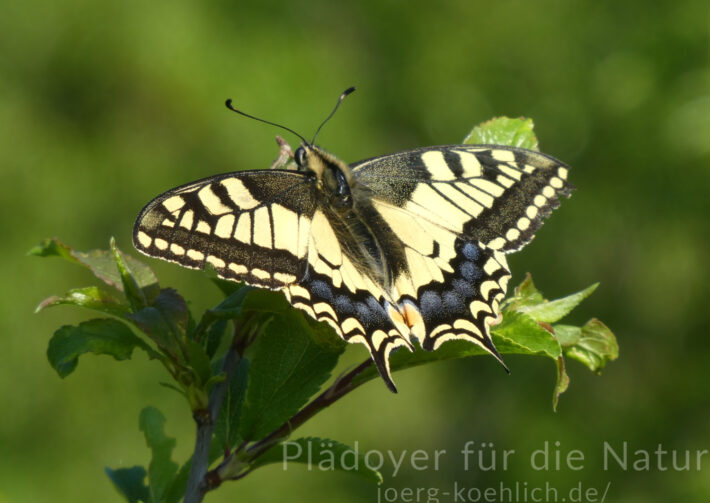 Schwalbenschwanz Falter Papilio machaon ist abflugbereit