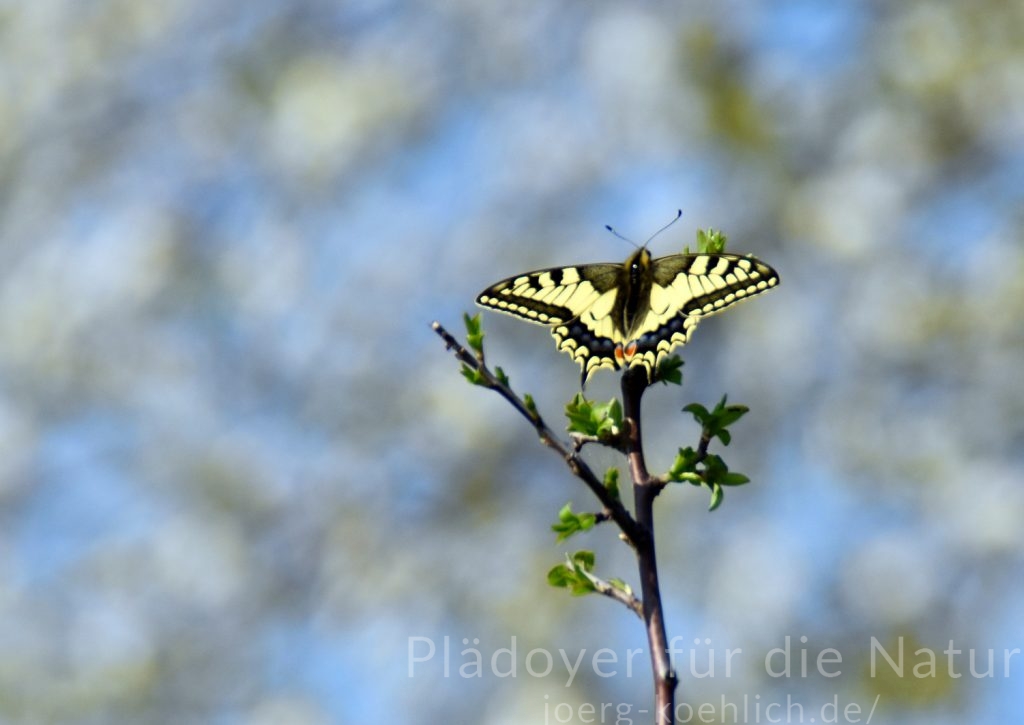 Schwalbenschwanz Falter auf Knospen
