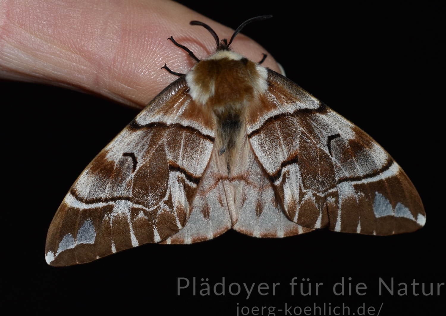 Nachtfalter Endromis versicolora Birkenspinner