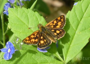 Gelbwürfeliger Dickkopffalter Carterocephalus palaemon auf Blatt