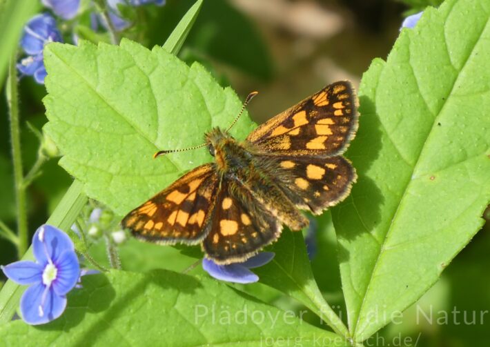 Gelbwürfeliger Dickkopffalter Carterocephalus palaemon auf Blatt