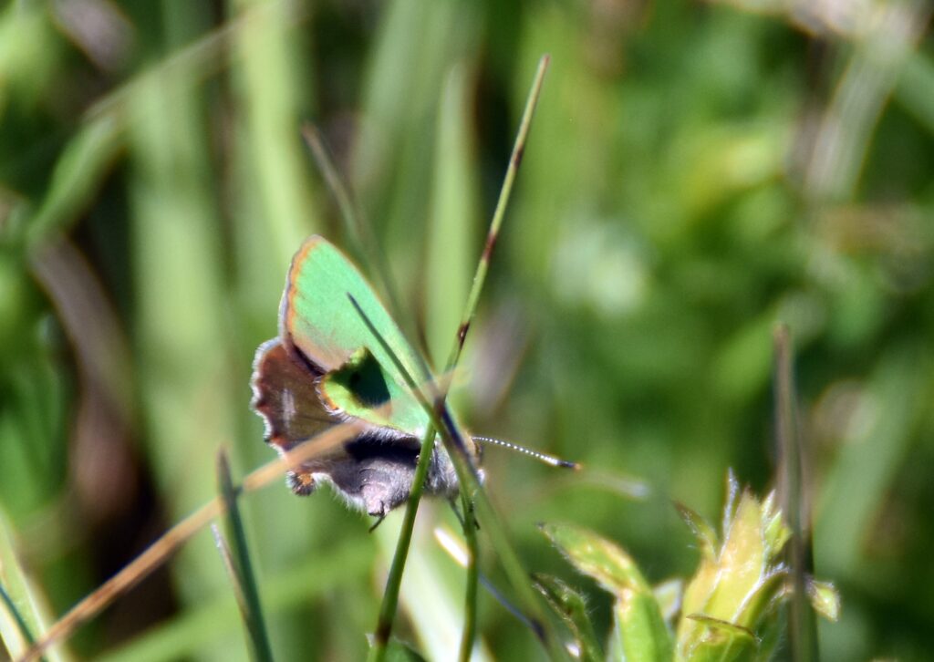 Callophrys rubi Grüner Zipfelfalter - Mitglied Bläulinge Schmetterlinge