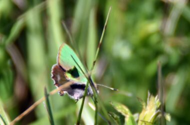 Callophrys rubi Grüner Zipfelfalter - Mitglied Bläulinge Schmetterlinge