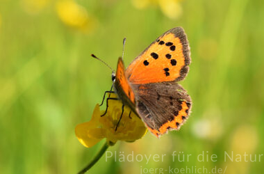 Kleiner Feuerfalter Lycaena phlaeas