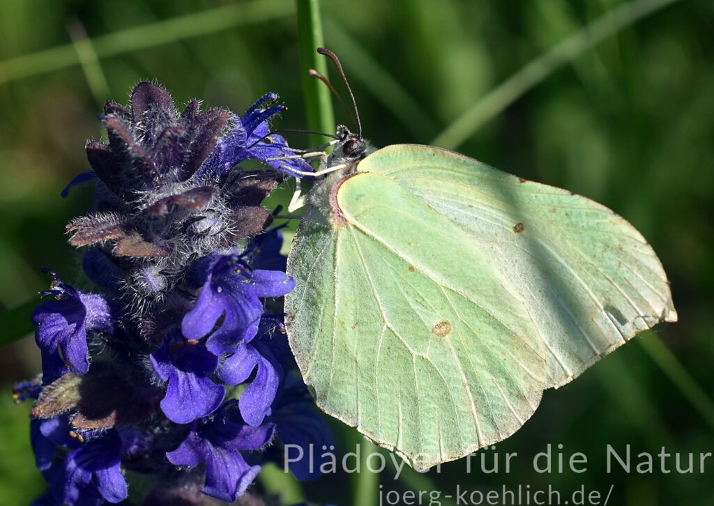 Zitronenfalter Schmetterling Gonepteryx rhamni