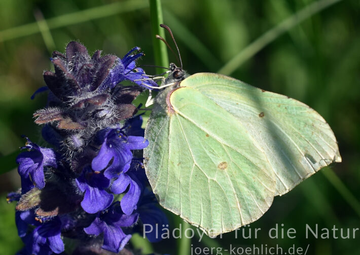 Zitronenfalter Schmetterling Gonepteryx rhamni