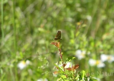 Gelbwürfeliger Dickkopffalter Carterocephalus palaemon schiebt Wache