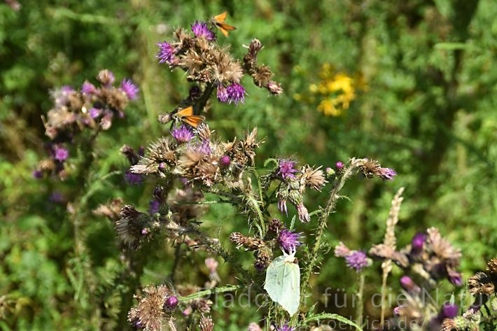 Dickkopffalter Hesperiidae und Zitronenfalter Gonepteryx rhamni auf Disteln