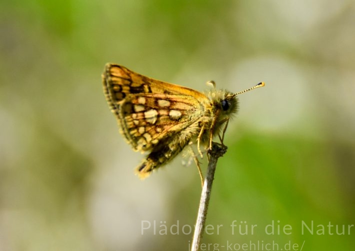 Gelbwürfeliger Dickkopffalter auf Ausguck