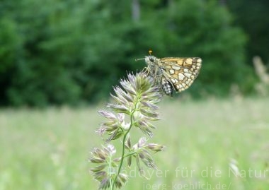 Carterocephalus palaemon auf Knaulgrasblüte