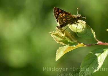 Carterocephalus palaemon Gelbwürfeliger Dickkopffalter auf Trieb
