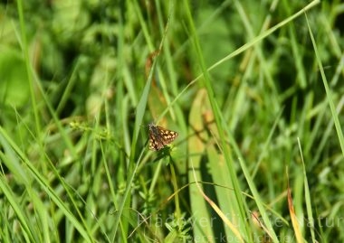 Gelbwürfeliger Dickkopffalter Carterocephalus palaemon auf Grashalm