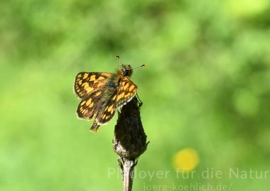 Gelbwürfeliger Dickkopffalter – Carterocephalus palaemon auf Distel