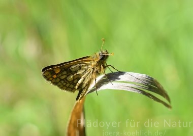 Carterocephalus palaemon Gelbwürfeliger Dickkopffalter auf Straußgras