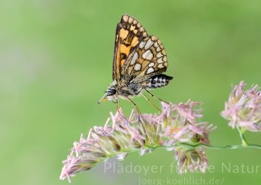 Carterocephalus palaemon Gelbwürfeliger Dickkopffalter auf Knaulgrasblüte
