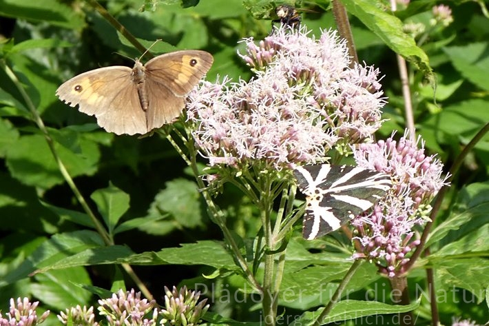 Dickkopffalter Hesperiidae und Zitronenfalter Gonepteryx rhamni auf Disteln