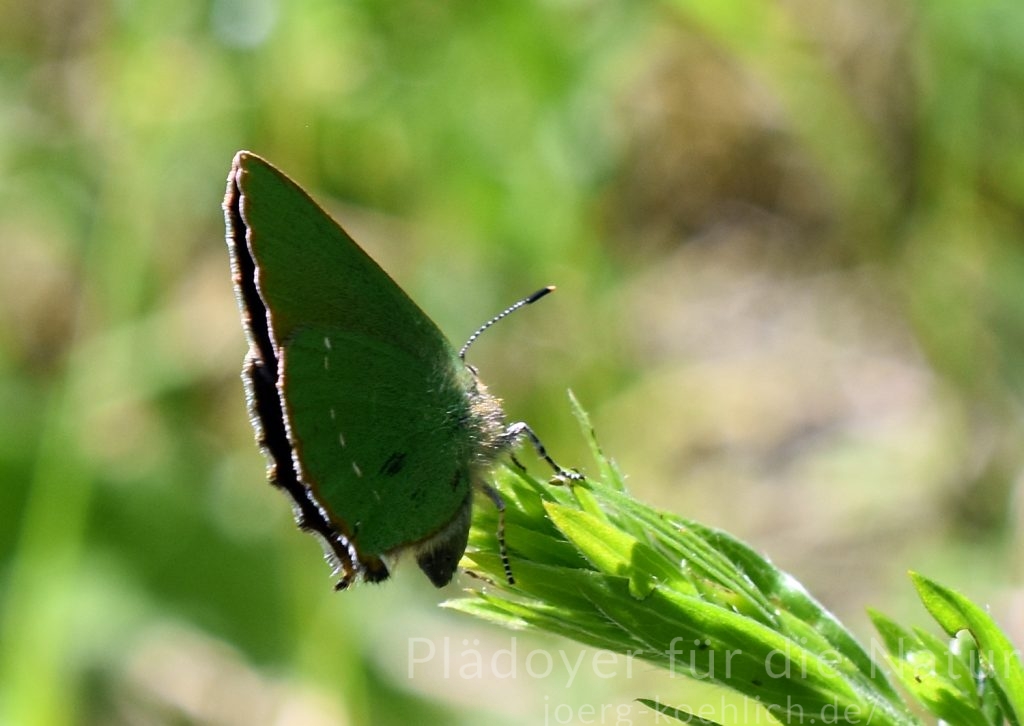 Callophrys rubi Grüner Zipfelfalter ausgeprägtes Revierverhalten Revier