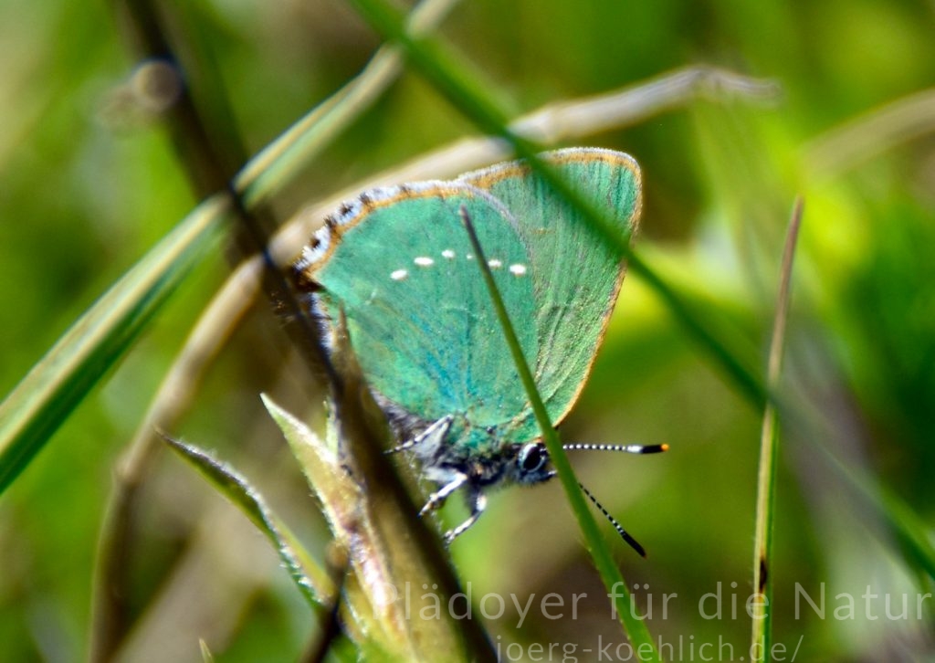 Merkmale Grüner Callophrys rubi Zipfelfalter weiße Punkte auf Flügelunterseite