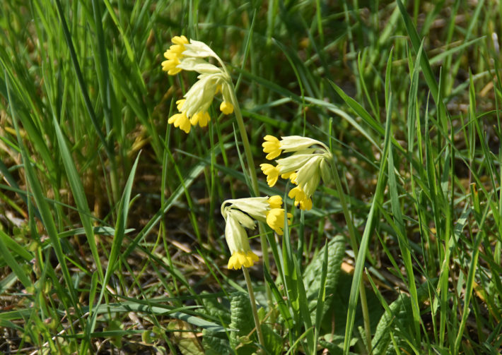 Wiesen- oder Echte Schlüsselblume - Primula veris