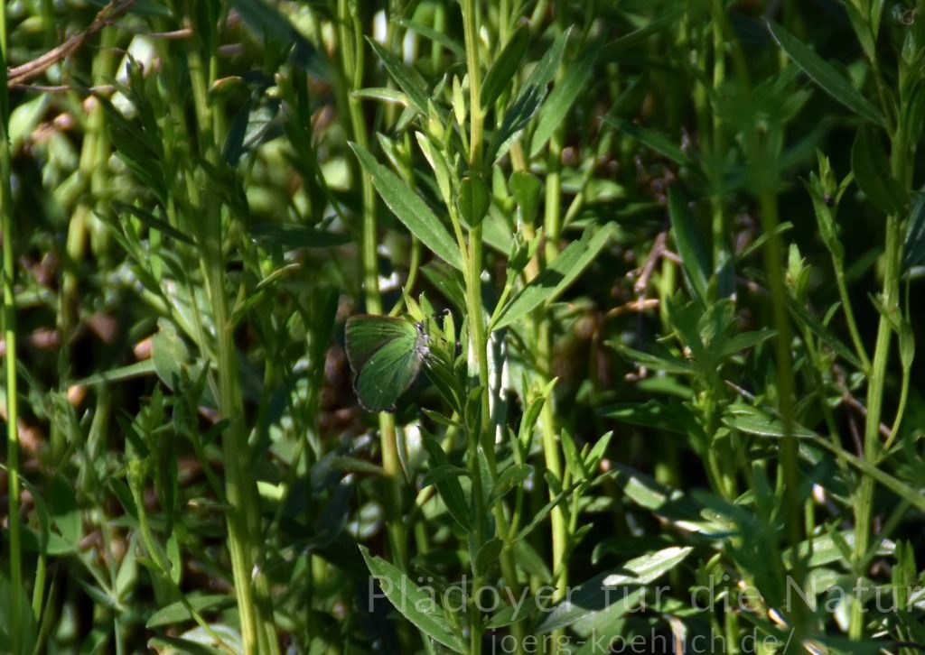 Grüner Zipfelfalter in seinem grünen Habitat