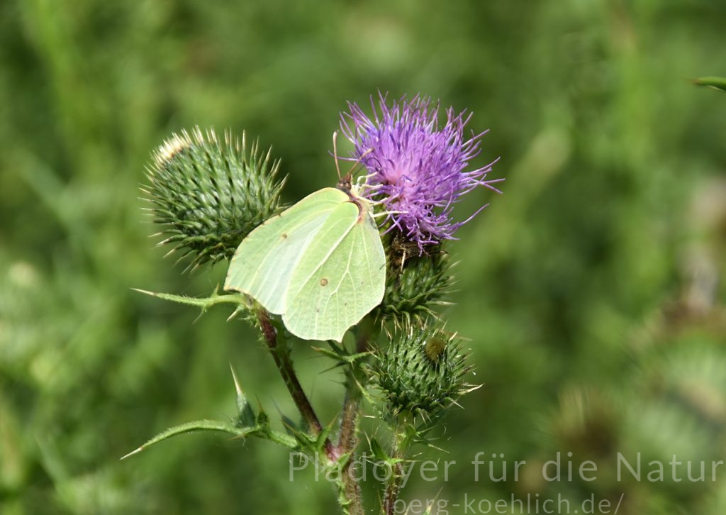 Zitronenfalter Weibchen Gonepteryx rhamni saugt Distel