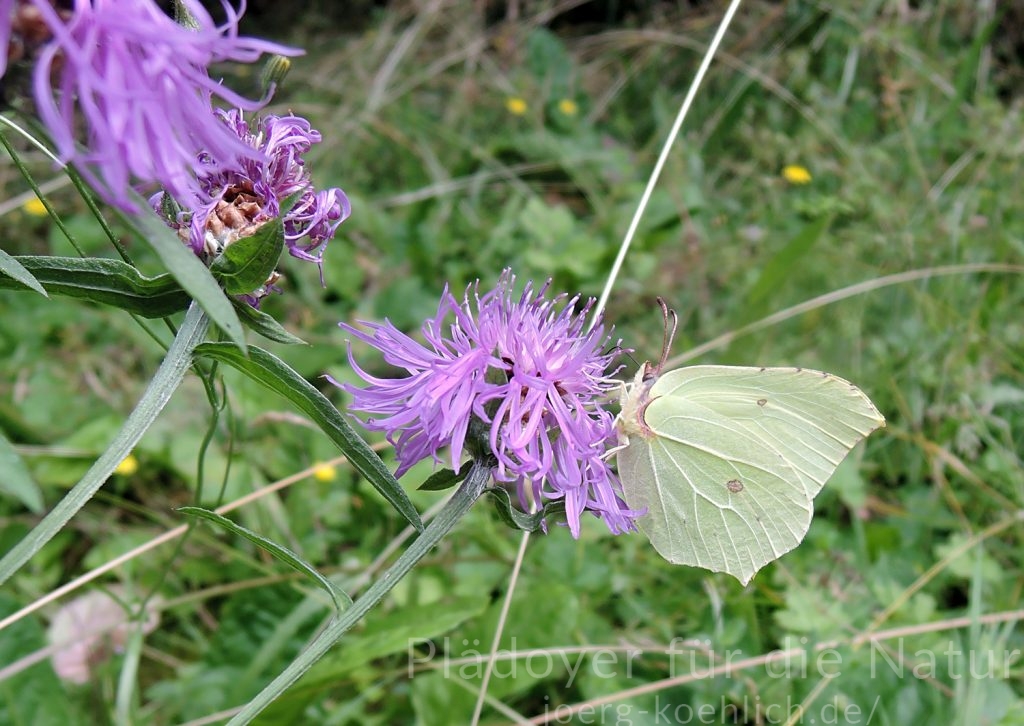 Zitronenfalter Gonepteryx rhamni auf Flockenblume