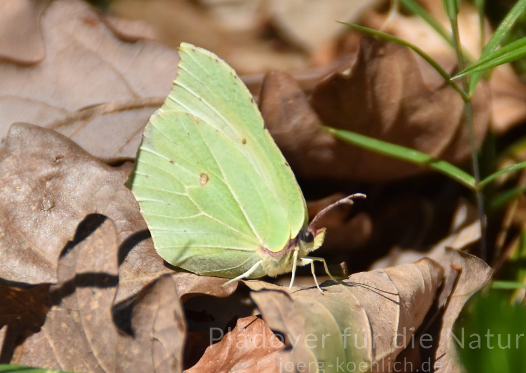 Auf Laub Zitronenfalter Gonepteryx rhamni