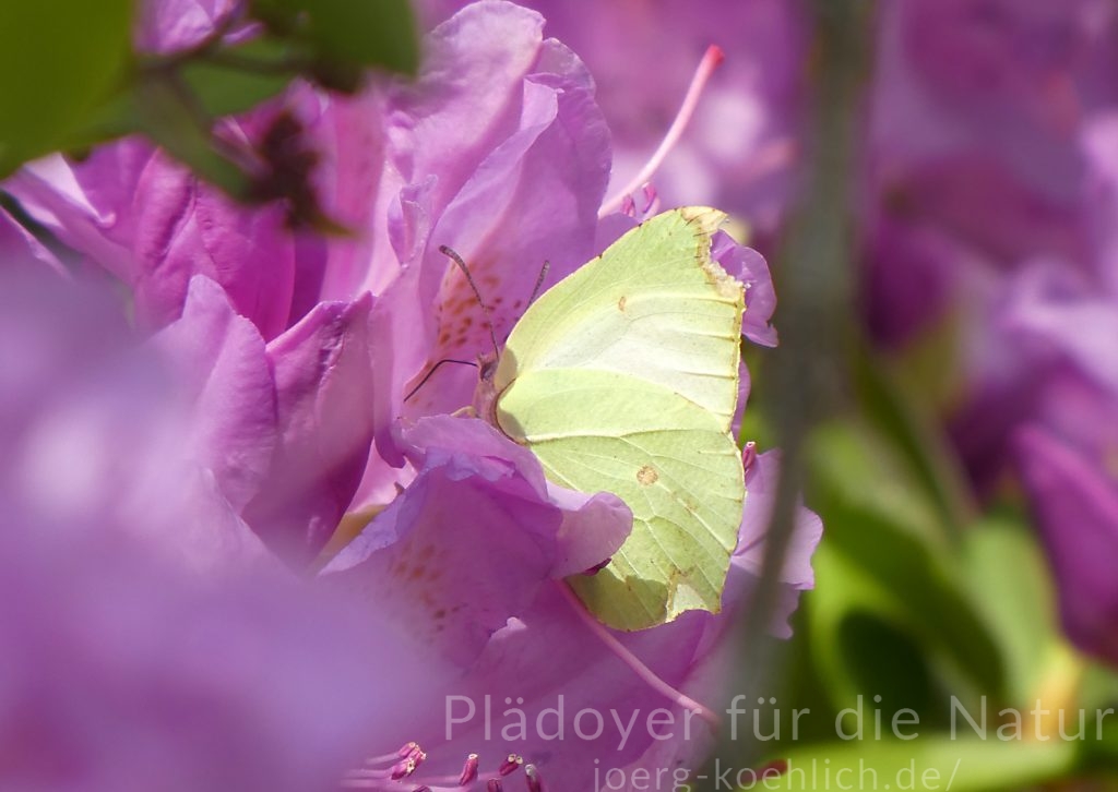Zitronenfalter Gonepteryx rhamni in Azaleeblüte