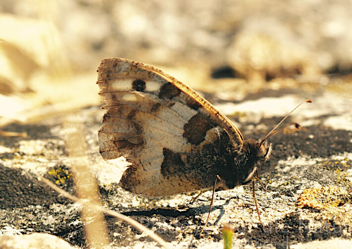 Augenfalter Berghexe Schmetterling Chazara briseis