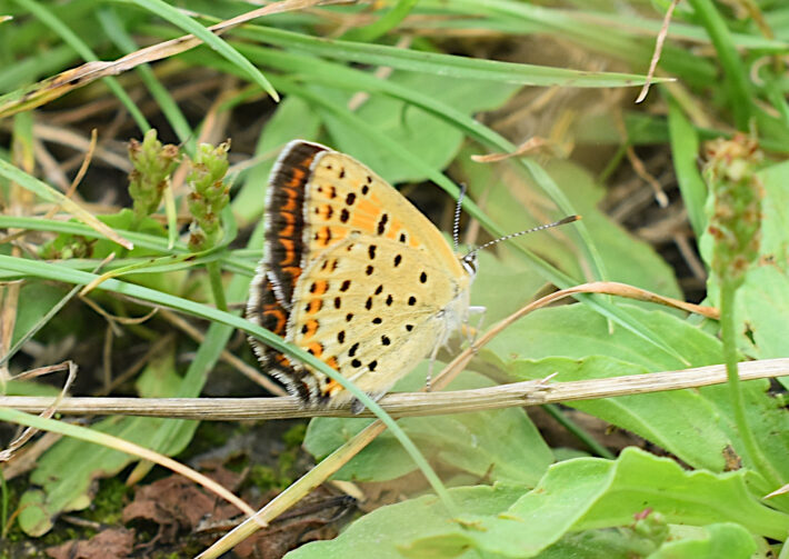 Brauner Feuerfalter Lycaena tityrus