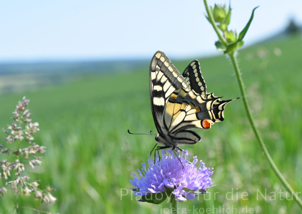 Schwalbenschwanz auf Witwenblume in Godelheim